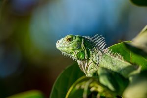 Geckogrün ist das neue Ausweichtrikot.